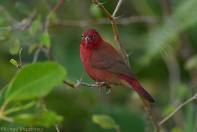 Vuurvinkje - Lagonosticta senegala - Red-billed Firefinch