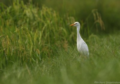 Koereiger - Ardeola ibis - Cattle Egret 