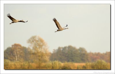 Kraanvogel - Grus grus - Crane