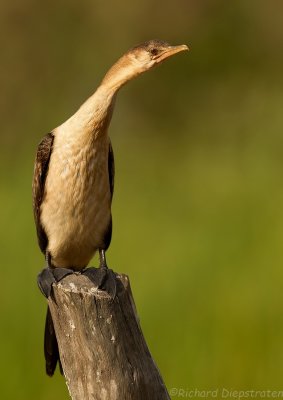 Afrikaanse Dwergaalscholver - Microcarbo africanus - Long-tailed Cormorant 