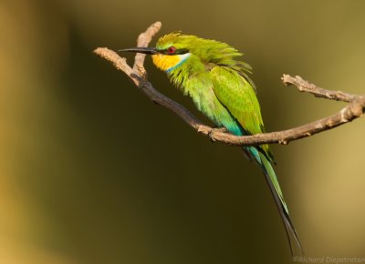 Zwaluwstaartbijeneter - Merops hirundineus  - Swallow-tailed Bee-eater