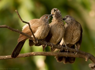 Sahelbabbelaar - Turdoides plebejus - Brown Babbler