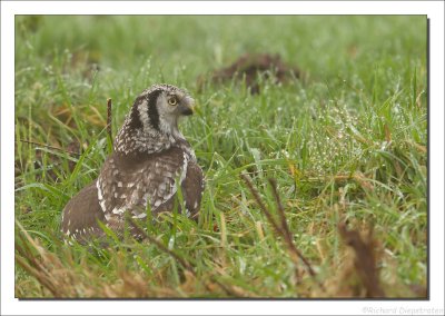 Sperweruil - Surnia ulula - Northern Hawk-Owl
