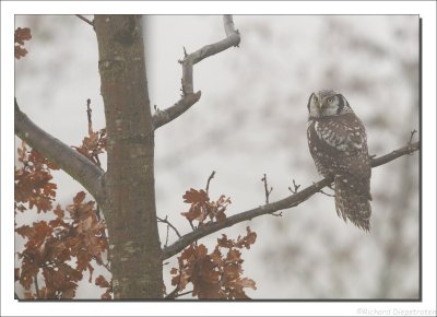Sperweruil    -    Northern Hawk-Owl
