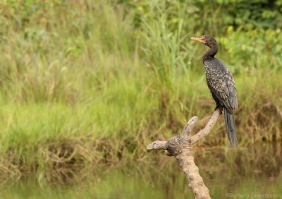 Afrikaanse Dwergaalscholver - Microcarbo africanus - Long-tailed Cormorant 