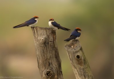 Roodkruinzwaluw - Hirundo smithii - Wire-tailed Swallow