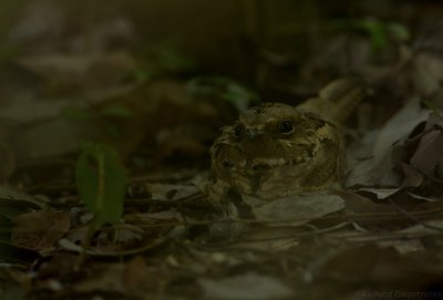 Langstaartnachtzwaluw - Caprimulgus climacurus - Long-tailed Nightjar