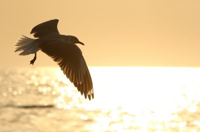 Grijskopmeeuw    -    Grey-headed Gull