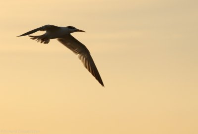 Koningsstern - Thalasseus maximus - Royal Tern
