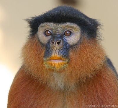 Rode Franjeaap - Procolobus badius - Western red colobus