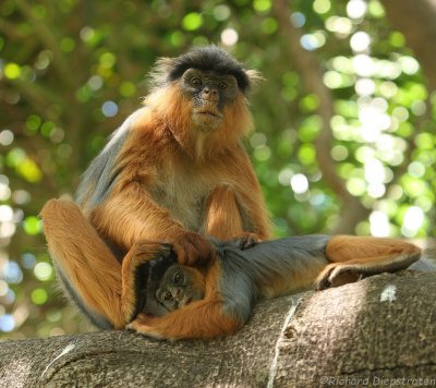 Rode Franjeaap - Western Red Colobus