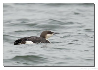 Parelduiker    -    Black-throated Loon