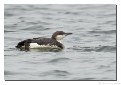 Parelduiker - Gavia arctica - Black-throated Loon