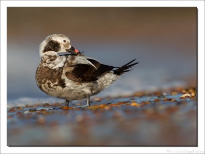 IJseend - Clangula hyemalis - Long-tailed Duck