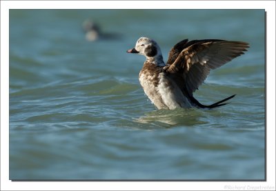 Jseend - Clangula hyemalis - Long-tailed Duck