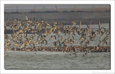 Rosse Grutto - Limosa lapponica  - Bar-tailed Godwit