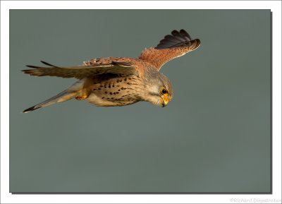 Torenvalk    -    Common Kestrel