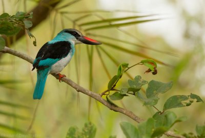 Teugelijsvogel - Halcyon malimbica - Blue-breasted Kingfisher