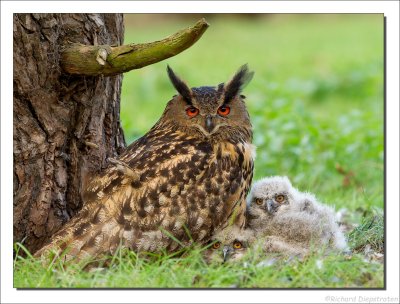 Oehoe - Eurasian Eagle-Owl