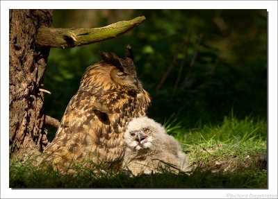 Oehoe - Bubo bubo - Eurasian Eagle-Owl