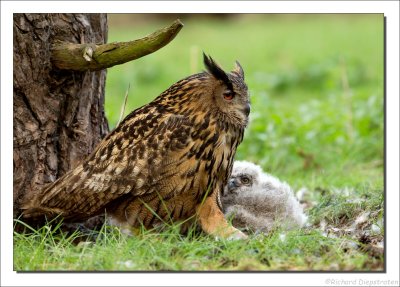 Oehoe - Bubo bubo - Eurasian Eagle-Owl