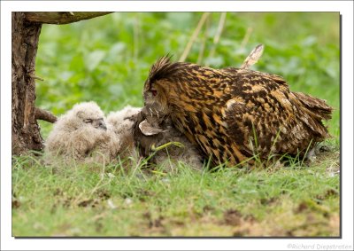 Oehoe - Bubo bubo - Eurasian Eagle-Owl