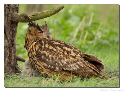 Oehoe - Bubo bubo - Eurasian Eagle-Owl