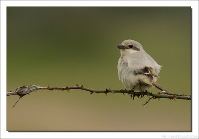 Steppeklapekster    -    Steppe Grey Shrike