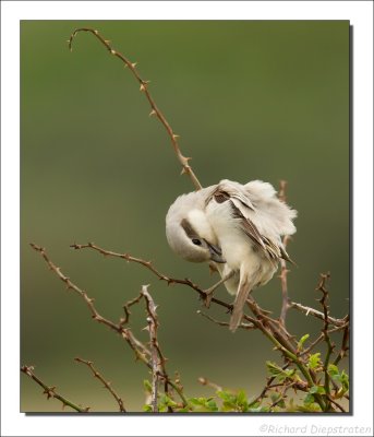 Steppeklapekster - Lanius pallidirostris - Steppe Grey Shrike