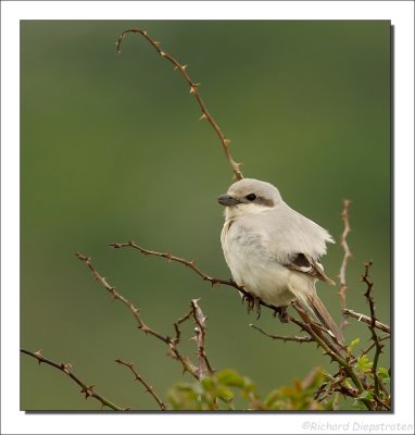 Steppeklapekster - Lanius pallidirostris - Steppe Grey Shrike