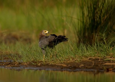 Kaalkopkiekendief - Polyboroides typus - African Harrier-Hawk