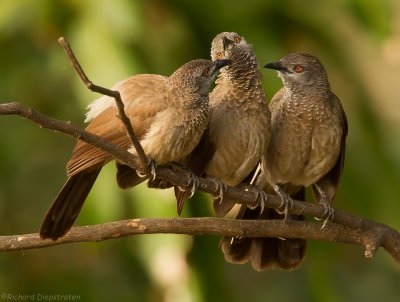 Sahelbabbelaar - Turdoides plebejus - Brown Babbler