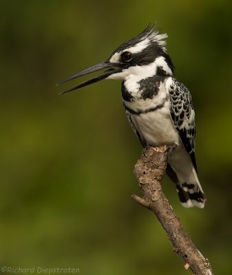 Bonte IJsvogel - Ceryle rudis - Pied Kingfisher