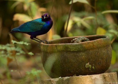 Purperglansspreeuw - Lamprotornis purpureus - Purple Starling