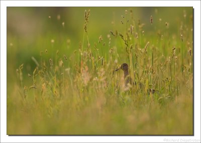 Tureluur - Tringa totanus - Redshank