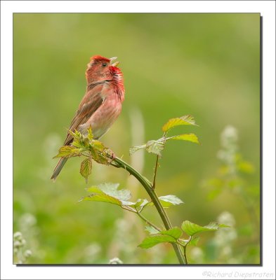 Roodmus    -    Scarlet Rosefinch