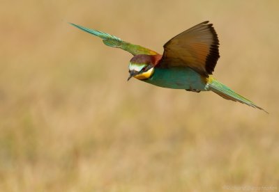 Bijeneter - Merops apiaster - Bee-eater