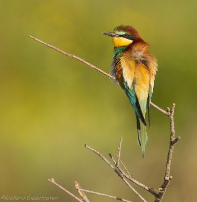 Bijeneter - Merops apiaster - Bee-eater