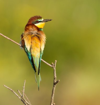 Bijeneter - Merops apiaster - Bee-eater