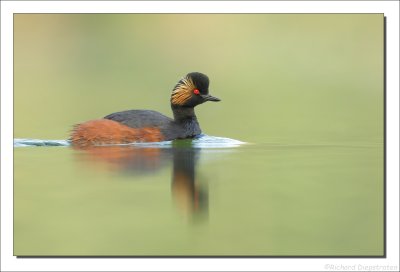 Geoorde Fuut - Podiceps nigricollis - Black-necked Grebe