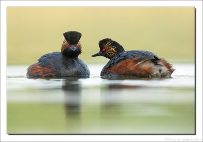 Geoorde Fuut - Podiceps nigricollis - Black-necked Grebe