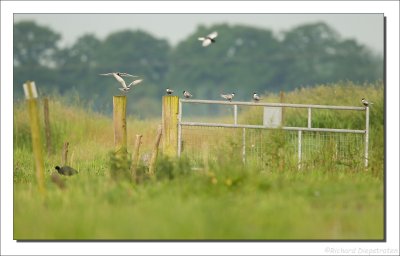 Witwangstern - Chlidonias hybrida - Whiskered Tern