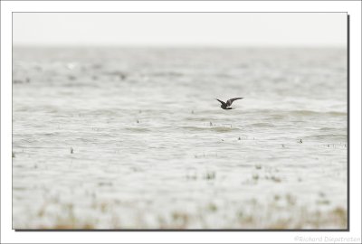 Vaal Stormvogeltje - Oceanodroma leucorhoa - Leach's Storm Petrel