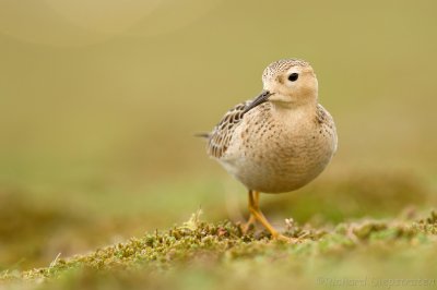 Blonde Ruiter - Tryngites subruficollis - Buff-breasted Sandpiper