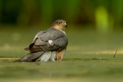 Sperwer - Accipiter nisus - Sparrow Hawk