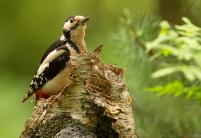 rote Bonte Specht - Dendrocopos major - Great Spotted Woodpecker