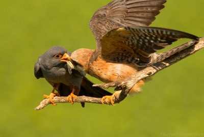 Roodpootvalk - Falco vespertinus - Red-footed Falcon