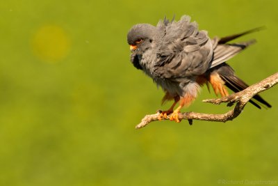 Roodpootvalk - Falco vespertinus - Red-footed Falcon