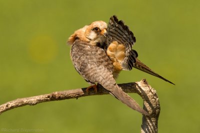 Roodpootvalk - Falco vespertinus - Red-footed Falcon