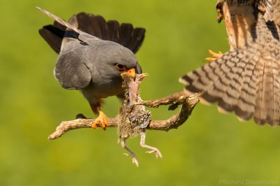 Roodpootvalk - Falco vespertinus - Red-footed Falcon